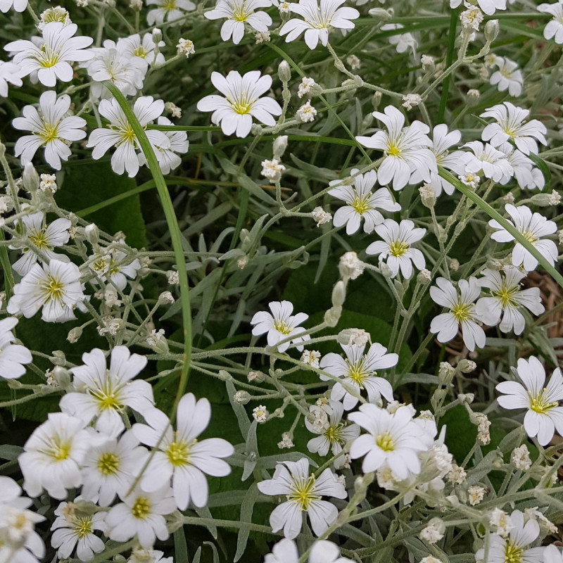 Graines De Corbeille D Argent Semences De Cerastium Tomentosum Var