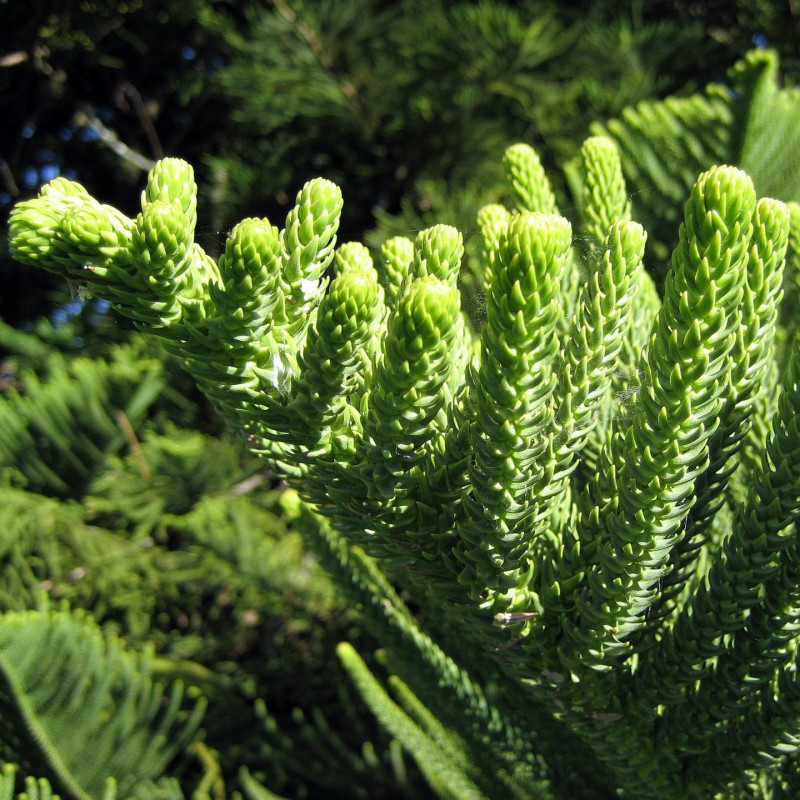 Araucaria Heterophylla Graines De Pin De Norfolk