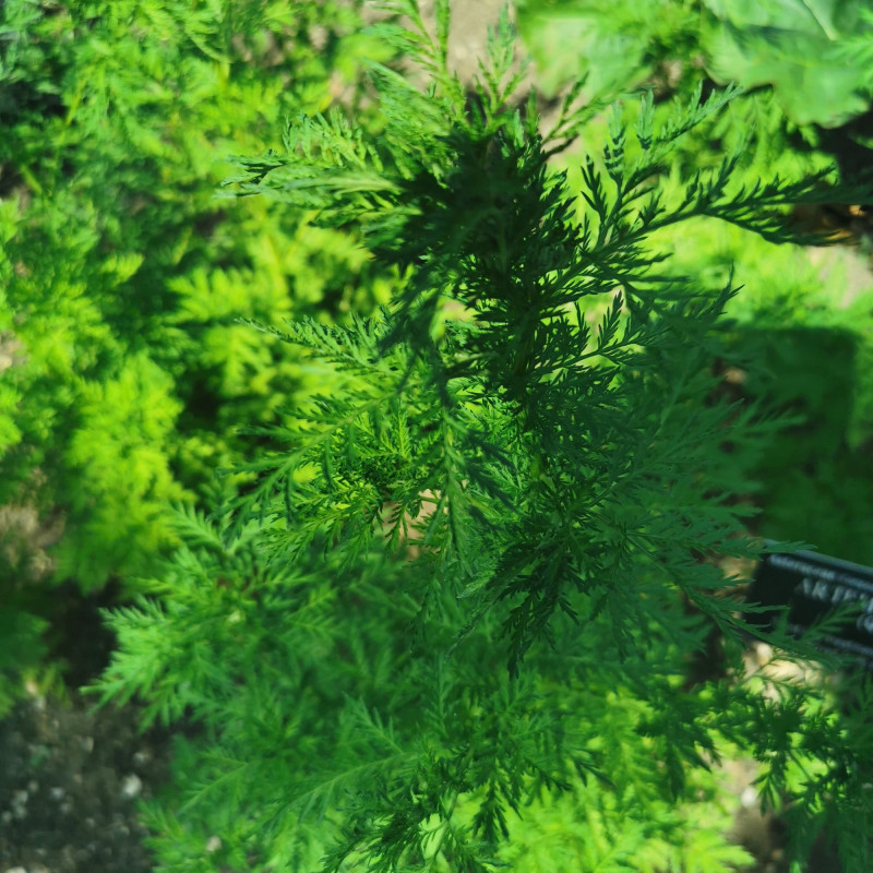 Graines D Artemisia Annua Semences D Armoise Annuelle Plante Annuelle