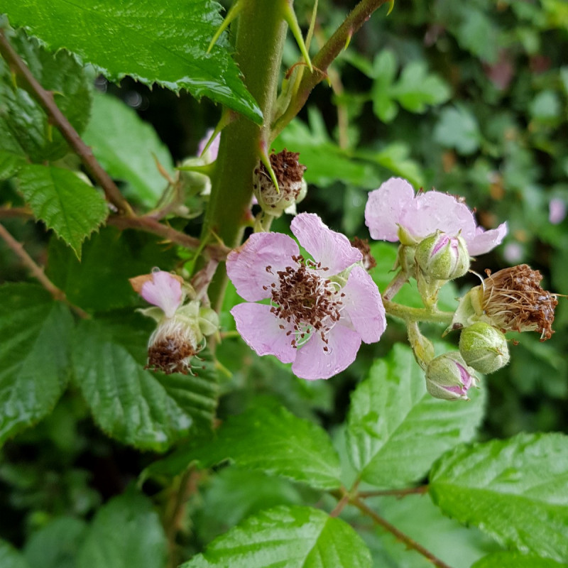 Ronce Commune Graines de Mûrier sauvage, Ronce commune - Semences de Rubus fruticosus