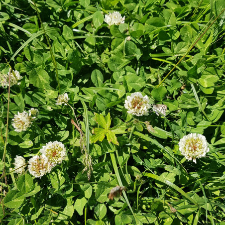 Graines De Trèfle Blanc - Sachet 1000 Graines, Pour Pelouse, Engrais Vert, Permaculture - 6