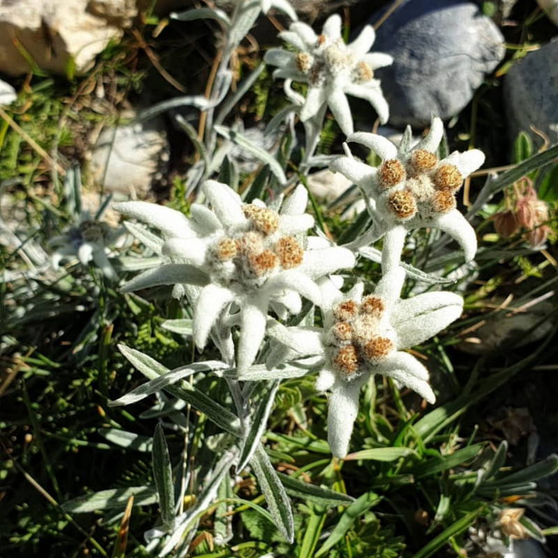 Leontopodium alpinum Semences du Puy