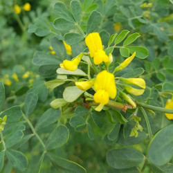 Coronilla valentina glauca Semences du Puy