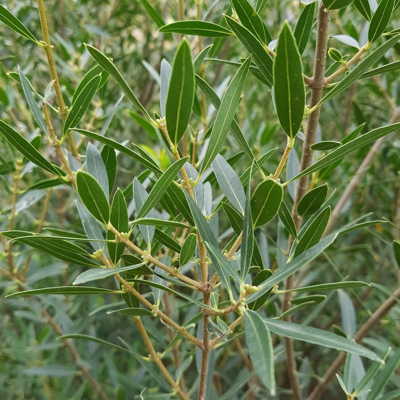 Phillyrea angustifolia Semences du Puy