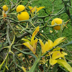 Poncirus trifoliata Semences du Puy