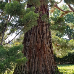 Sequoidendron giganteum Semences du Puy