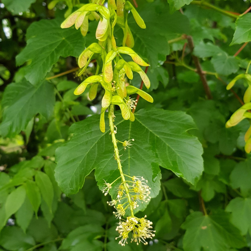 Acer pseudoplatanus Semences du Puy