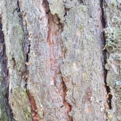 Pinus sylvestris Semences du Puy