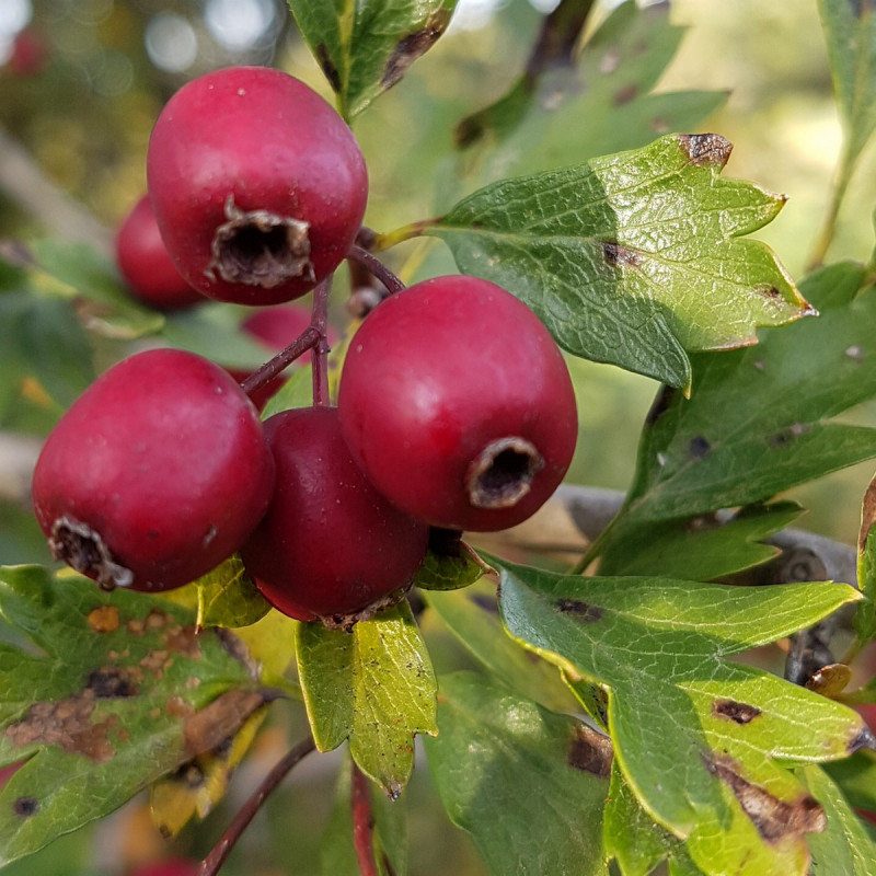 Aubépine Monogyne – Crataegus Monogyna En Pot 60 Cm, Arbuste Caduc, Fleurs Blanches D’avril à Mai, Hauteur Adulte 5-6 M