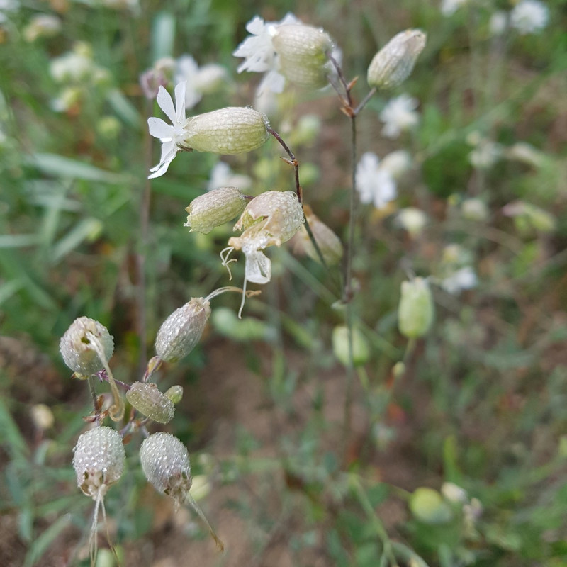 Silene vulgaris Semences du Puy Silene vulgaris Semences du Puy