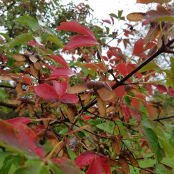 Acer griseum Semences du Puy