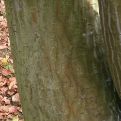 Acer capillipes Semences du Puy