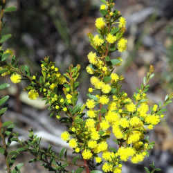 Acacia Acinacea par DavidFrancis34 d'Australie de Wikimedia commons