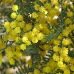 Mimosa de Wyalong par Melburnian de Wikimedia commons