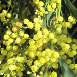 Acacia retinodes par Tangopaso de Wikimedia commons