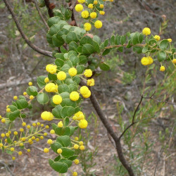 Acacia uncinata par John Tann de Sydney, Australie de Wikimedia commons