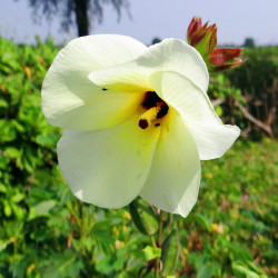 Hibiscus manihot par Bishnu Sarangi de Pixabay