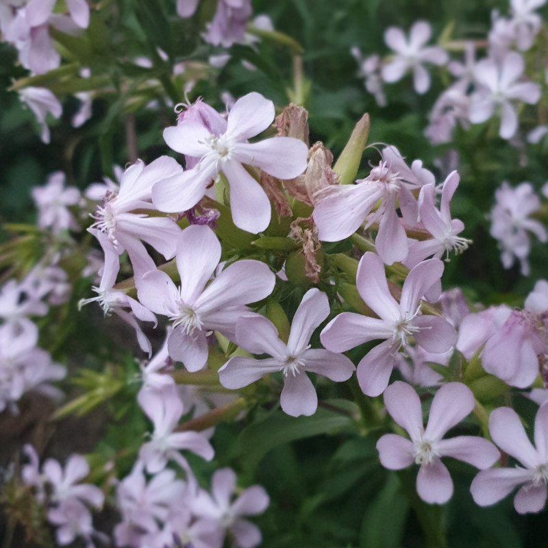 Saponaria officinalis Semences du Puy Saponaria officinalis Semences du Puy