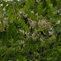 Robinia pseudoacacia Semences du Puy