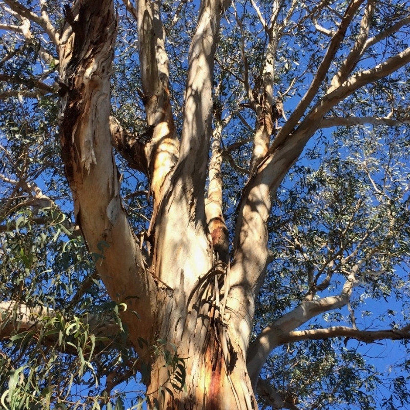 Eucalyptus bicostata de Geekstreet, CC BY-SA 4.0 via Wikimedia Commons