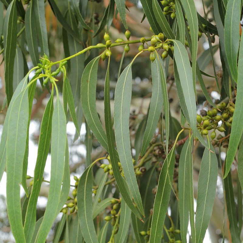 Eucalyptus dalrympleana de C T Johansson, CC BY-SA 3.0, via Wikimedia Commons