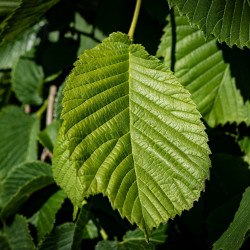 ulmus parvifolia  par Pezibear de Pixabay