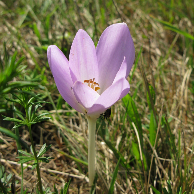 Graines de Colchique d'automne - Semences de Colchicum autumnale