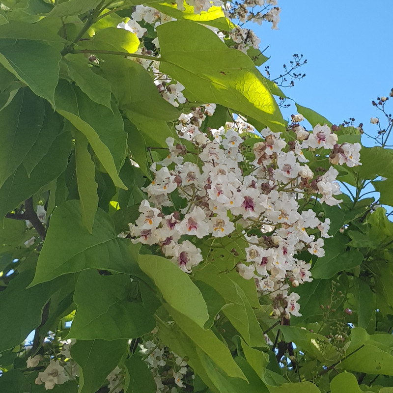 Catalpa bignoides Semences du Puy