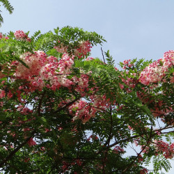 Cassia javanica  par Bishnu Sarangi de Pixabay