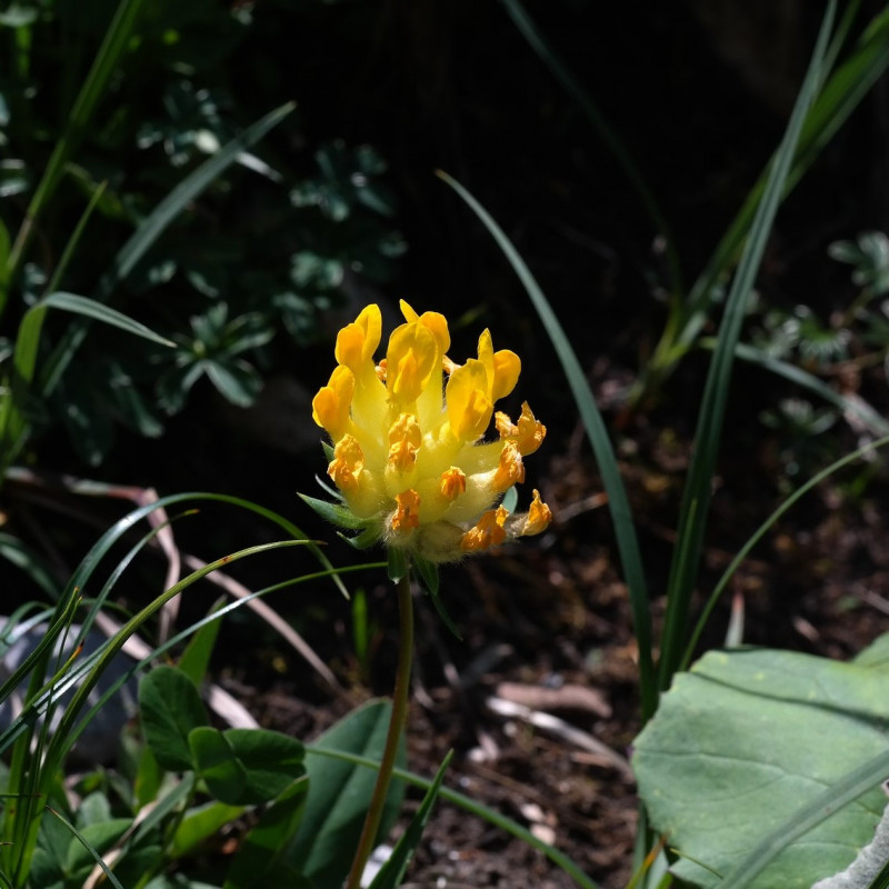 Anthyllis vulneraria par Hans Braxmeier de Pixabay Anthyllis vulneraria par Hans Braxmeier de Pixabay