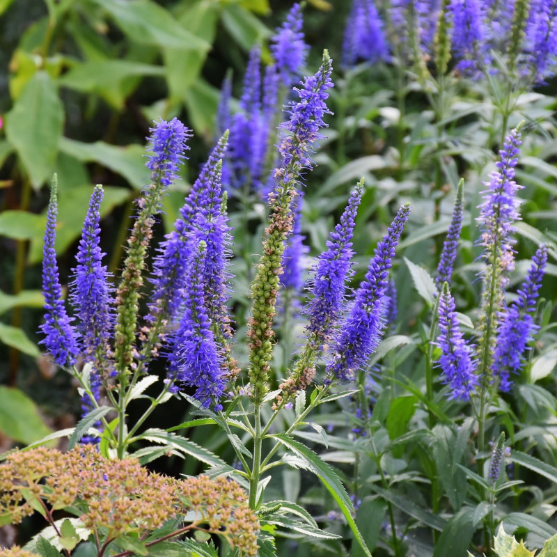 Vivace fleur bleue