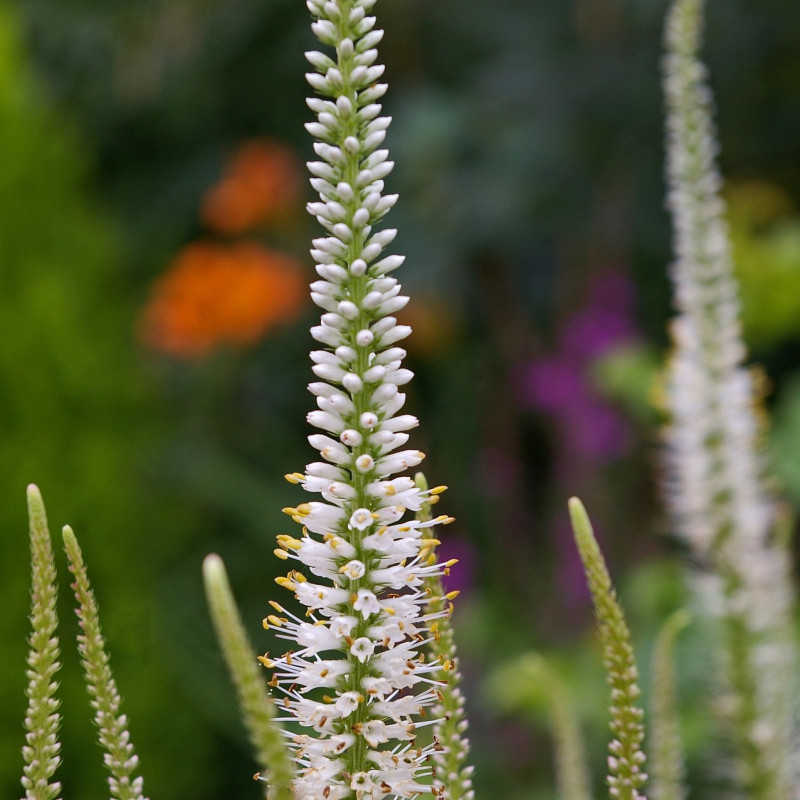 Veronica longifolia blanc par Kerstin Riemer de Pixabay