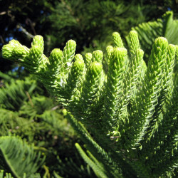 Araucaria heterophylla par Welcome to all and thank you for your visit ! ツ de Pixabay