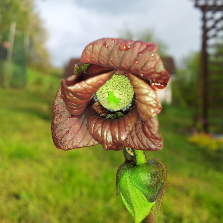 Graines De Fruit Asimina Triloba (Pawpaw) - Lot De 60 Graines Fraîches - Arbre Fruitier Exotique, Pour Jardin Ou Plantation - 11