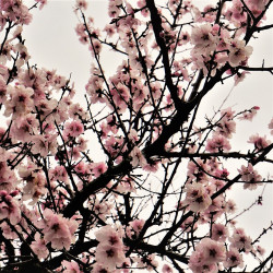 Prunus amygdalus var dulcis par Mylene2401 de Pixabay