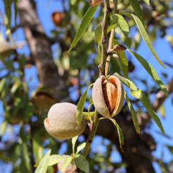 Prunus amygdalus var dulcis par Josevi Parra de Pixabay