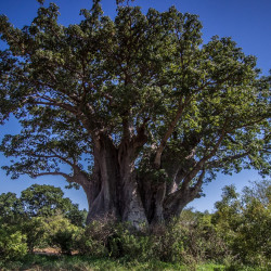 Baobab par baechi de Pixabay