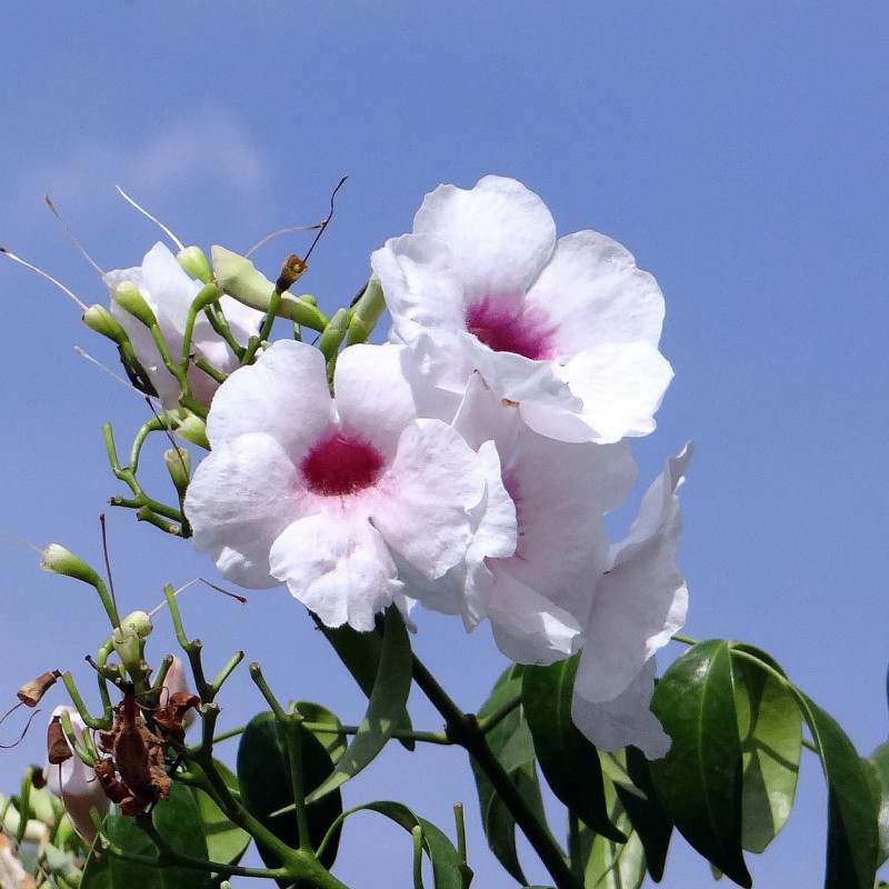 Pandorea jasminoides par Bishnu Sarangi de Pixabay