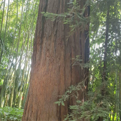 Sequoia sempervirens par Semences du Puy