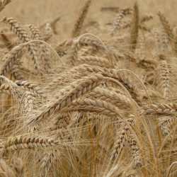 Secale cereale par Hans Braxmeier de Pixabay