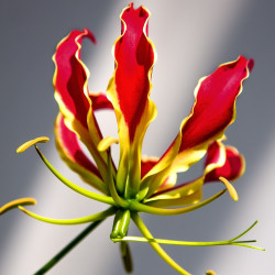 Gloriosa rothschildiana par Foto-Rabe de Pixabay