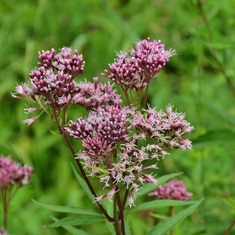 Eupatoria cannabinum par RitaE de Pixabay Eupatoria cannabinum par RitaE de Pixabay