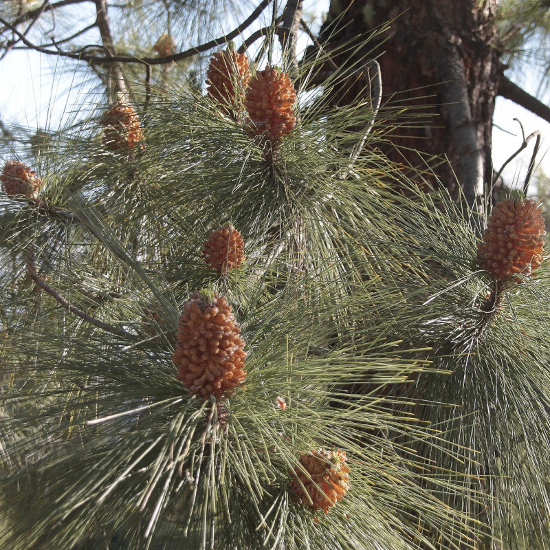 Pinus canariensis par Néstor Martínez Garavito de Pixabay