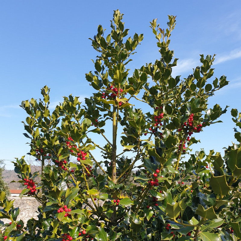 Houx Commun Alaska - Ilex Aquifolium Alaska 60cm En Pot