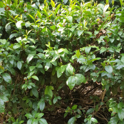 Camellia sinensis par Semences du Puy