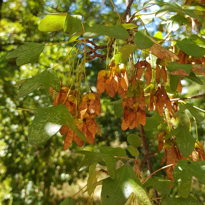 Acer monspessulanum Semences du Puy