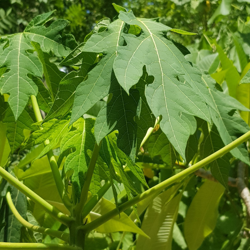 Carica papaya Semences du Puy