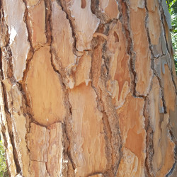 Pinus pinea par Semences du Puy