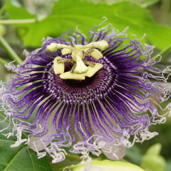 Passiflora incarnata par RobinVerhoef de Pixabay