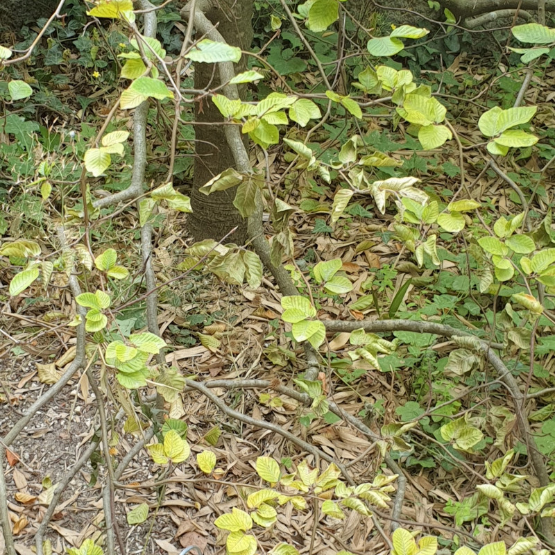 Fagus sylvatica par Semences du Puy